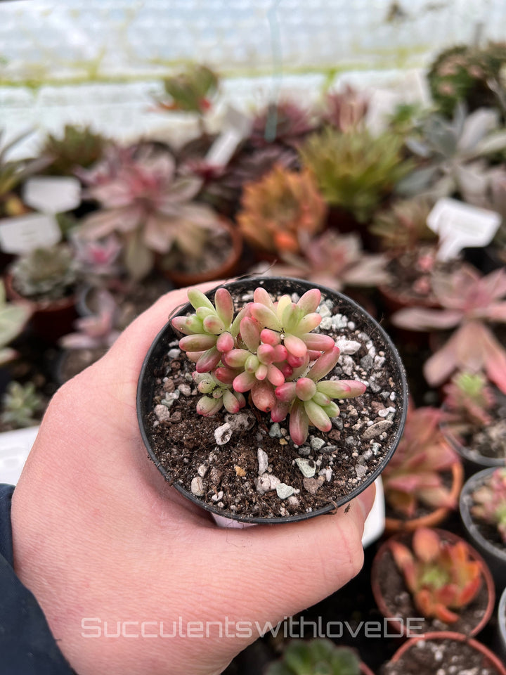 Sedum Rubrotinctum Aurora 'Jelly beans' - Pflanze oder Steckling