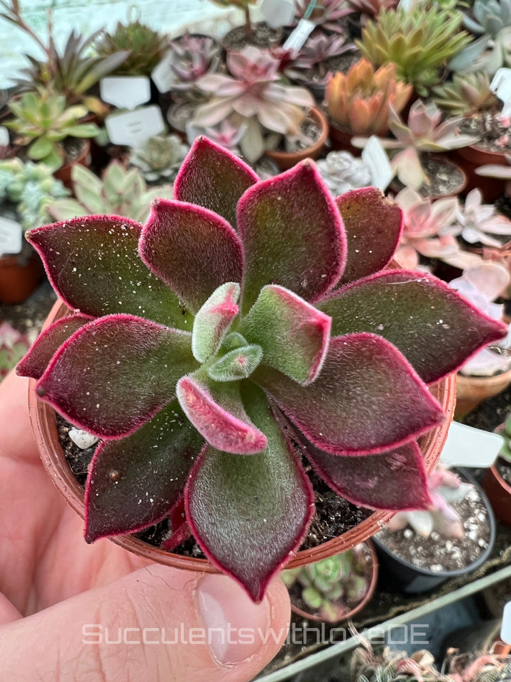 Echeveria pulvinata ‘Devotion’ - seltene und schöne Sukkulente - Vermehrungsblatt oder Pflanze