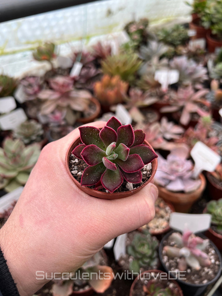 Echeveria pulvinata ‘Devotion’ - seltene und schöne Sukkulente - Vermehrungsblatt oder Pflanze