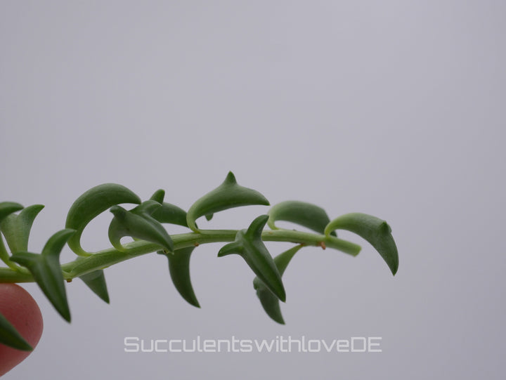 Senecio Peregrinus (Delphinpflanze) - 2 x Stecklinge oder im 5,5cm Topf