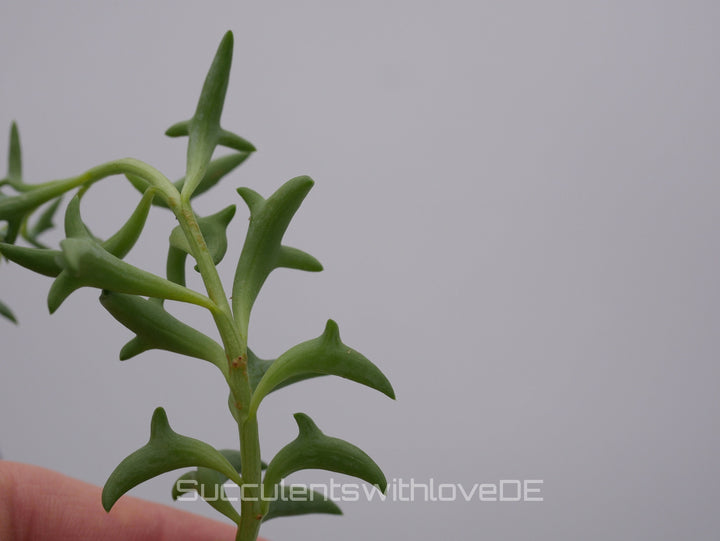 Senecio Peregrinus (Delphinpflanze) - 2 x Stecklinge oder im 5,5cm Topf