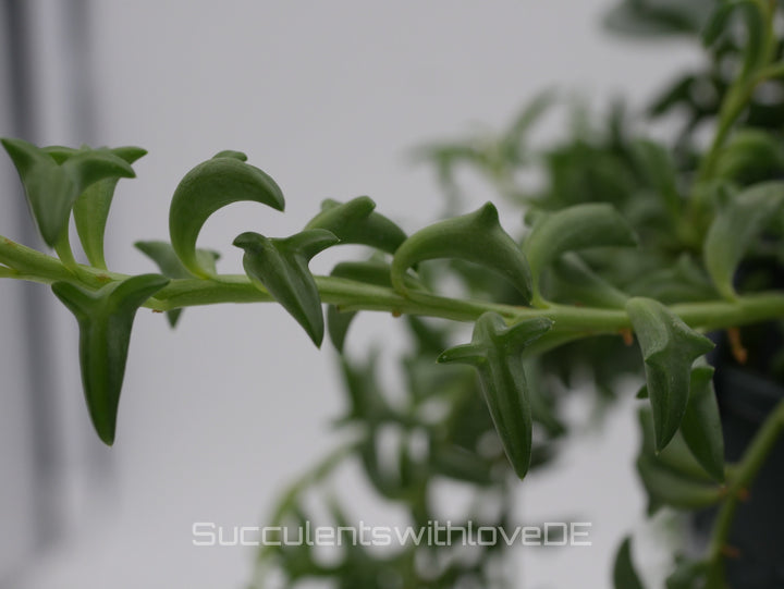 Senecio Peregrinus (Delphinpflanze) - 2 x Stecklinge oder im 5,5cm Topf