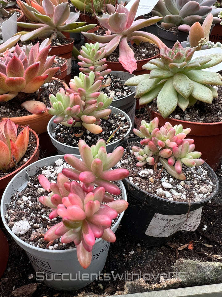 Sedum Rubrotinctum Aurora 'Jelly beans' - Pflanze oder Steckling