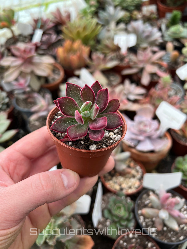 Echeveria pulvinata ‘Devotion’ - seltene und schöne Sukkulente - Vermehrungsblatt oder Pflanze