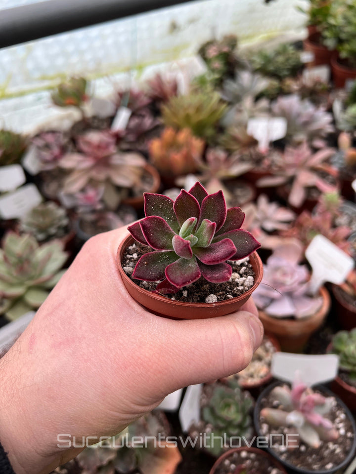 Echeveria pulvinata ‘Devotion’ - seltene und schöne Sukkulente - Vermehrungsblatt oder Pflanze