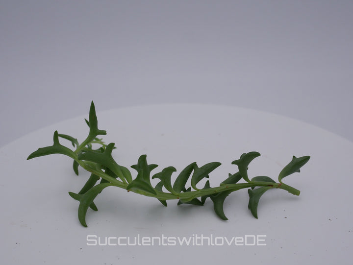 Senecio Peregrinus (Delphinpflanze) - 2 x Stecklinge oder im 5,5cm Topf