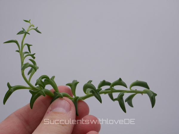 Senecio peregrinus planta delfín – String of Dolphins con hojas en forma de delfín