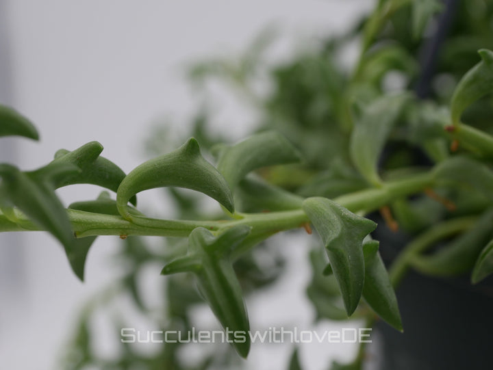 Senecio Peregrinus (Delphinpflanze) - 2 x Stecklinge oder im 5,5cm Topf