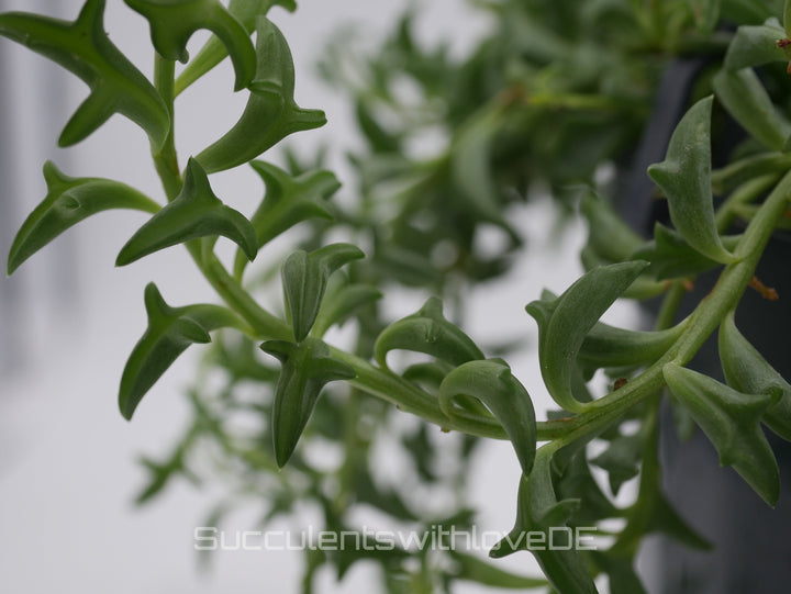 Senecio Peregrinus (Delphinpflanze) - 2 x Stecklinge oder im 5,5cm Topf