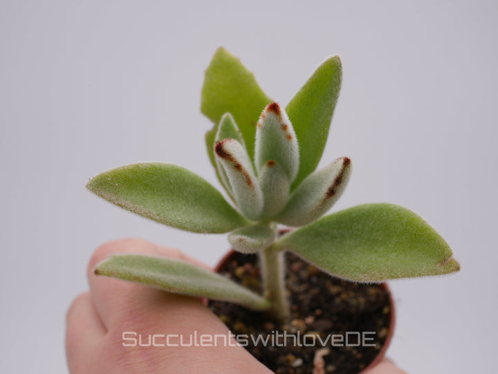 Kalanchoe tomentosa - mit pelzig behaarten Blättern - Sukkulente - 5,5cm Topf