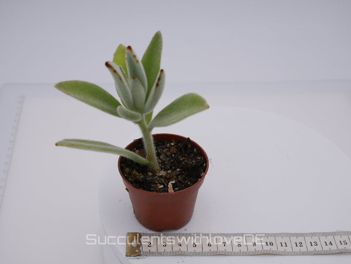 Kalanchoe tomentosa - mit pelzig behaarten Blättern - Sukkulente - 5,5cm Topf