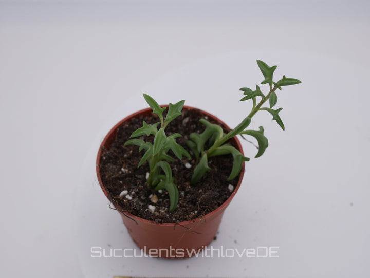 Senecio Peregrinus (Delphinpflanze) - 2 x Stecklinge oder im 5,5cm Topf