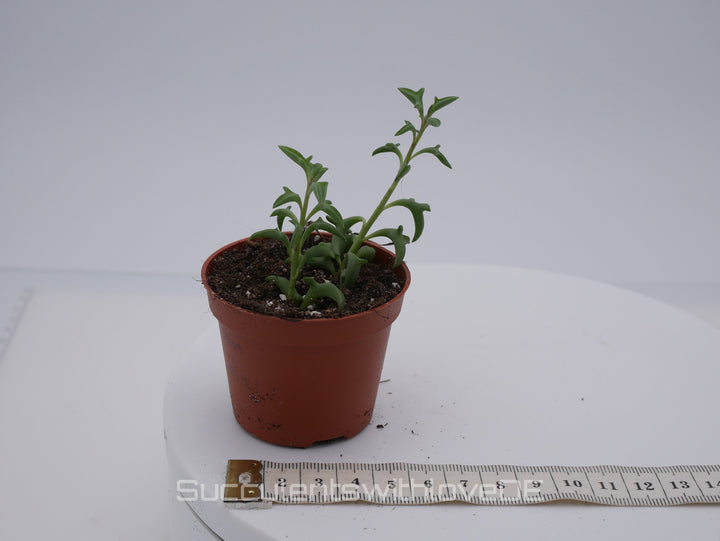 Senecio Peregrinus (Delphinpflanze) - 2 x Stecklinge oder im 5,5cm Topf