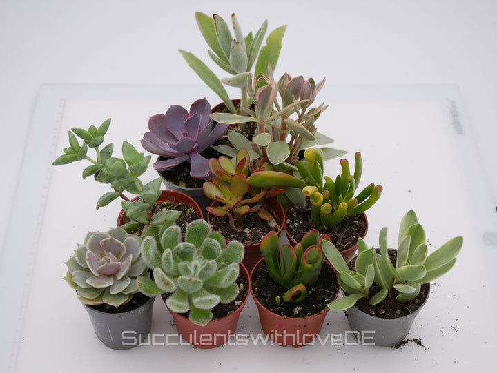 Set mit 5 oder 10 verschiedenen Sukkulenten im 5,5er Topf | Mixpaket | Echeveria und Crassula