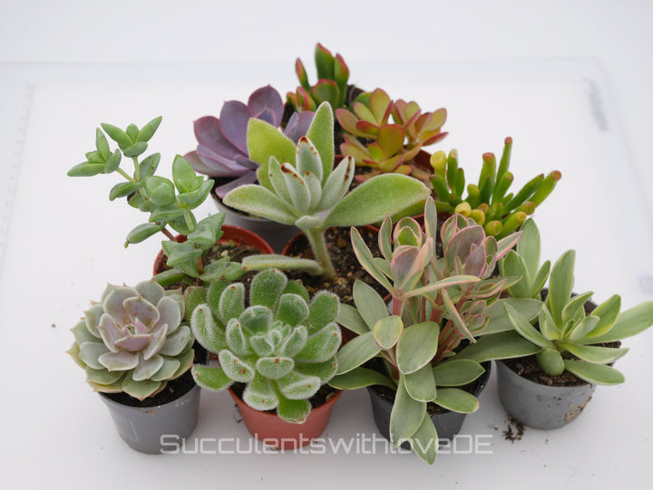 Set mit 5 oder 10 verschiedenen Sukkulenten im 5,5er Topf | Mixpaket | Echeveria und Crassula