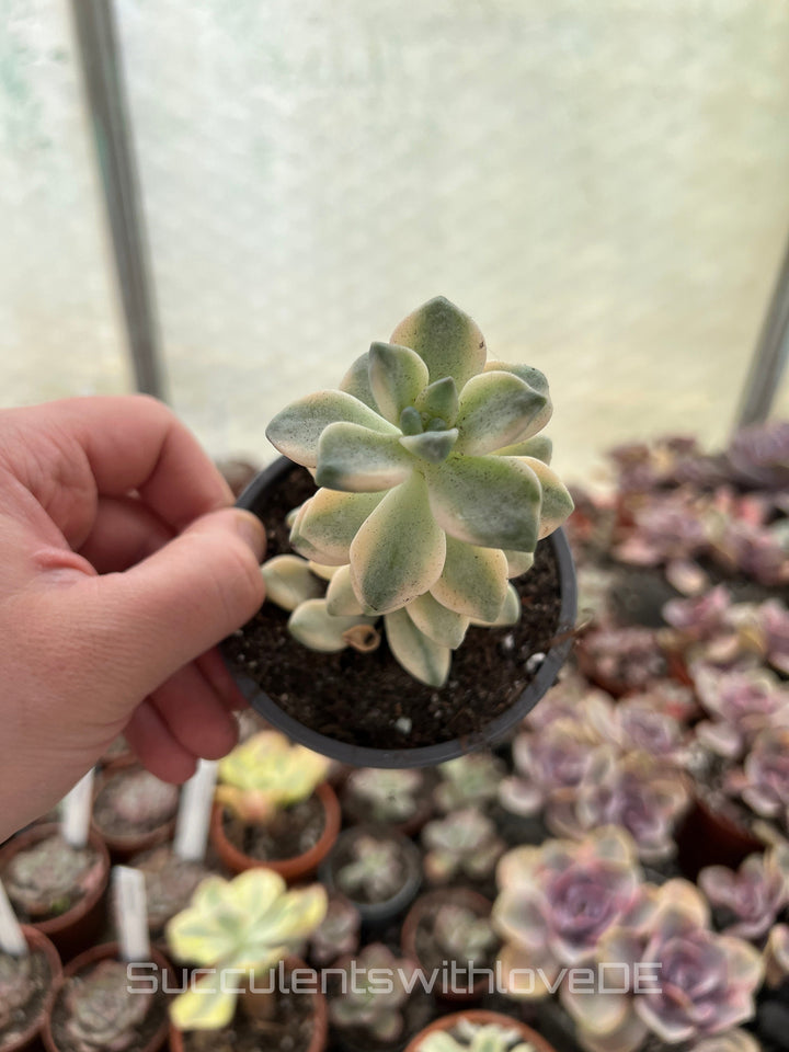 Graptoveria 'Titubans' variegata - schöne und seltene Sukkulente - gelb/grüne Sukkulente - Vermehrungsblatt oder Pflanze