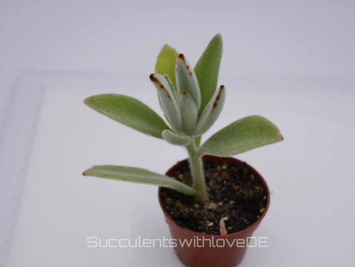 Kalanchoe tomentosa - mit pelzig behaarten Blättern - Sukkulente - 5,5cm Topf