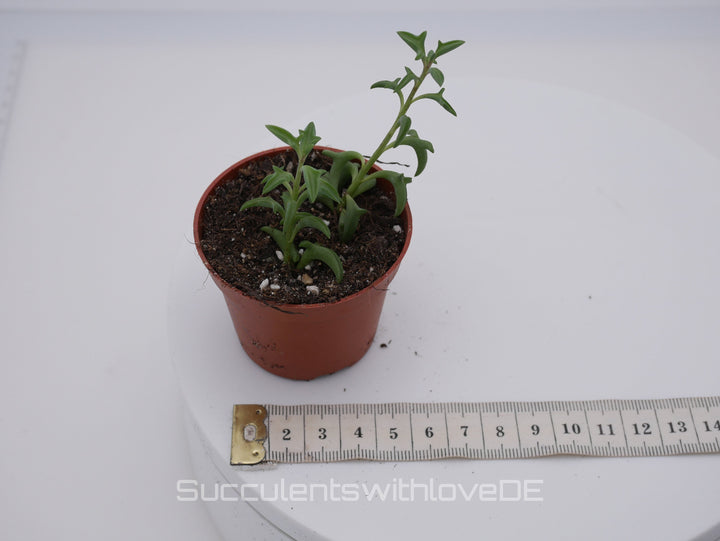 Senecio Peregrinus (Delphinpflanze) - 2 x Stecklinge oder im 5,5cm Topf