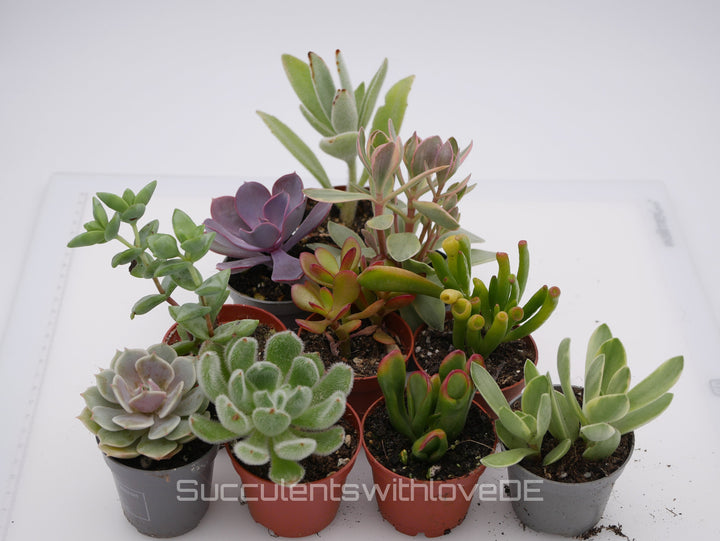 Set mit 5 oder 10 verschiedenen Sukkulenten im 5,5er Topf | Mixpaket | Echeveria und Crassula