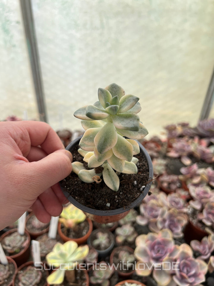 Graptoveria 'Titubans' variegata - schöne und seltene Sukkulente - gelb/grüne Sukkulente - Vermehrungsblatt oder Pflanze