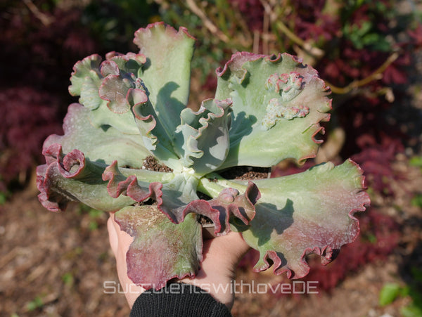 Echeveria 'Dragon queen' - schöne und sehr seltene Sukkulente - Pflanze * Korea Import *