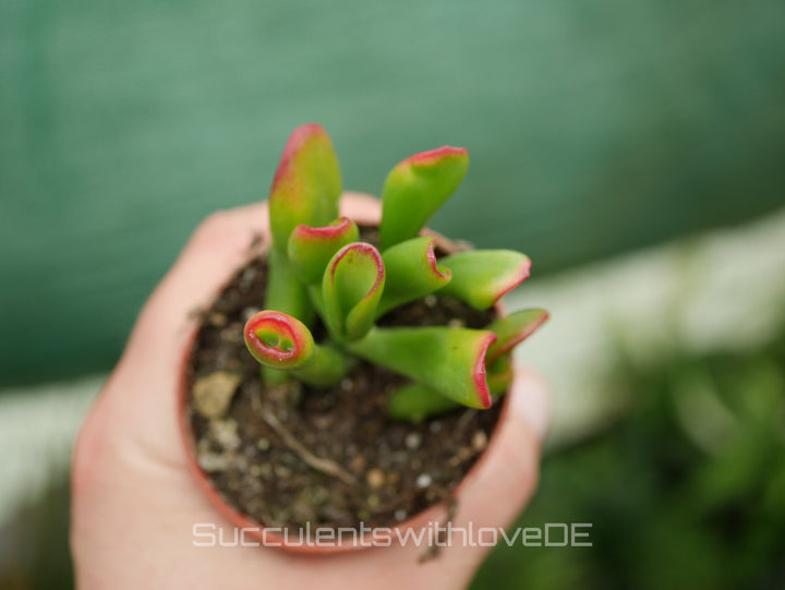 Crassula Hobbit 'Sunset' - bunte Sukkulente - Steckling oder Vermehrungsblatt