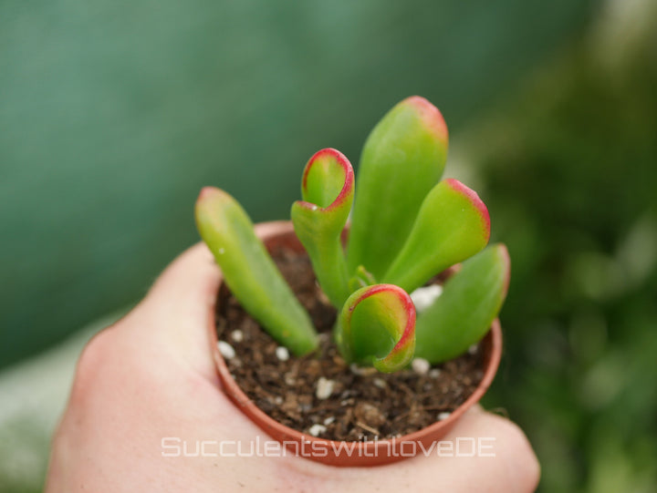 Crassula Hobbit 'Sunset' - bunte Sukkulente - Steckling oder Vermehrungsblatt