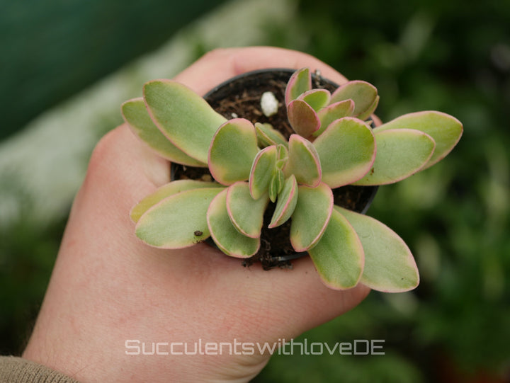 Crassula 'Money Maker' Variegata- schöne Sukkulente - Steckling oder Pflanze