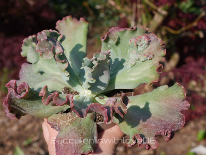 Echeveria 'Dragon queen' - schöne und sehr seltene Sukkulente - Pflanze * Korea Import *