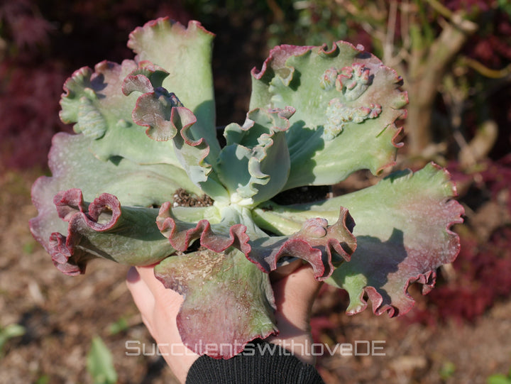 Echeveria 'Dragon queen' - schöne und sehr seltene Sukkulente - Pflanze * Korea Import *