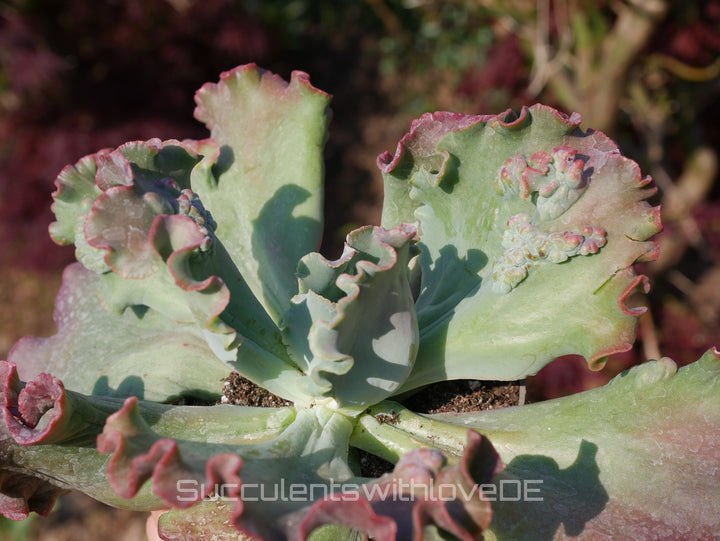 Echeveria 'Dragon queen' - schöne und sehr seltene Sukkulente - Pflanze * Korea Import *