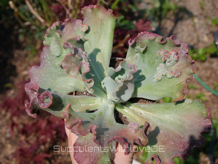 Echeveria 'Dragon queen' - schöne und sehr seltene Sukkulente - Pflanze * Korea Import *