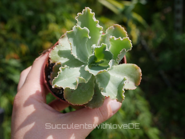 Echeveria shaviana 'Curly Locks' - seltene Sukkulente - Vermehrungsblatt oder Pflanze