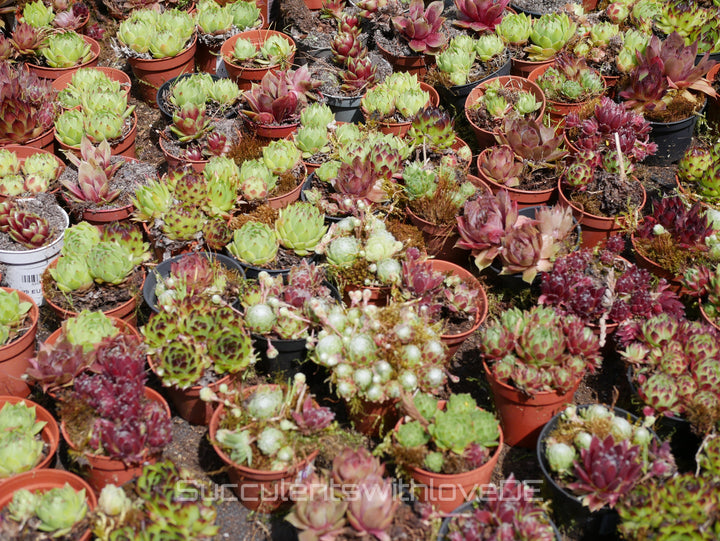 Sempervivum Steinrose Hauswurz Dachwurz | Mixpaket aus 6 oder 10 verschiedenen Sempervivum | schöne und farbige Sorten