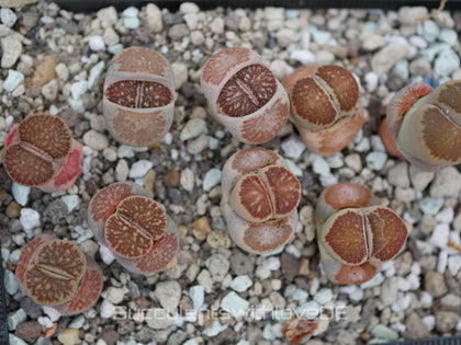 Lithops julii kikushogiyoku | Lithops Living Stone | Lebender Stein