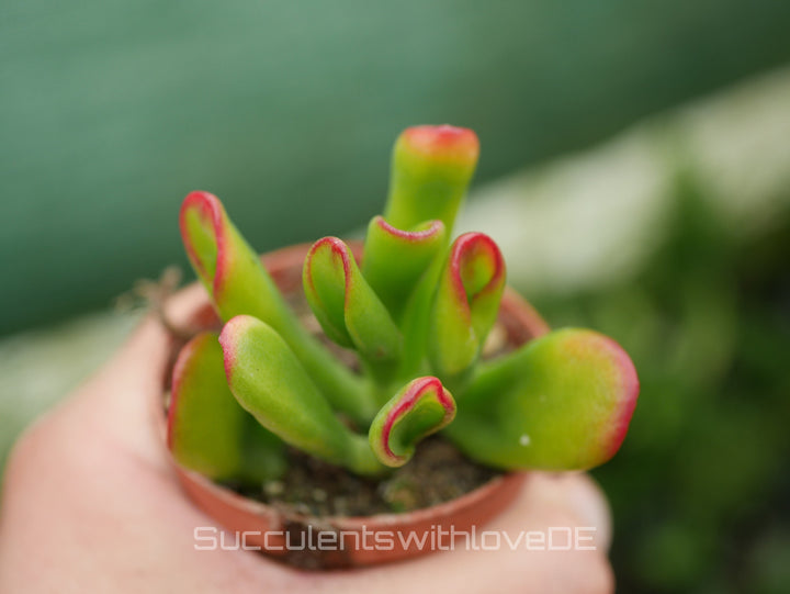 Crassula Hobbit 'Sunset' - bunte Sukkulente - Steckling oder Vermehrungsblatt