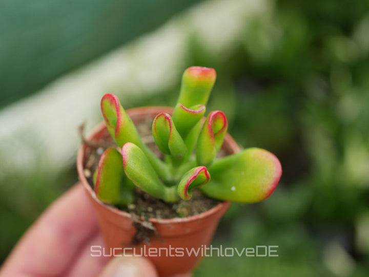 Crassula Hobbit 'Sunset' - bunte Sukkulente - Steckling oder Vermehrungsblatt