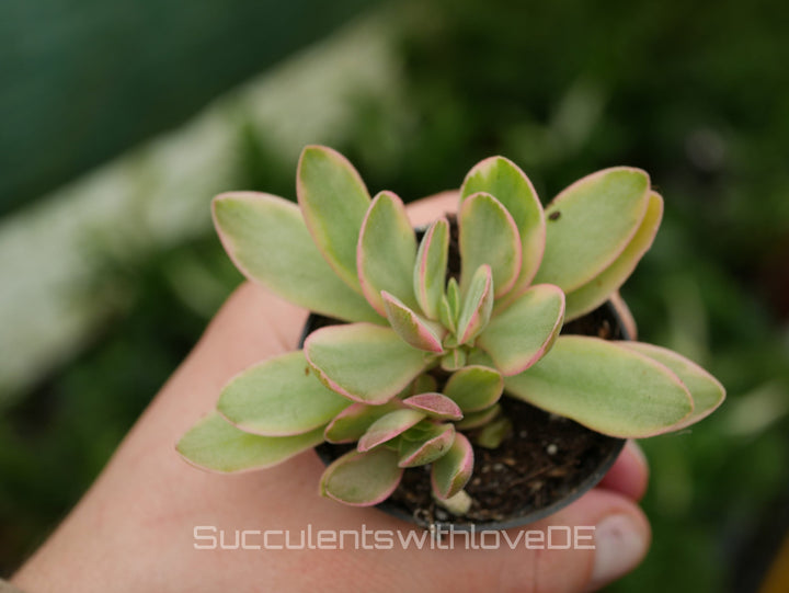 Crassula 'Money Maker' Variegata- schöne Sukkulente - Steckling oder Pflanze