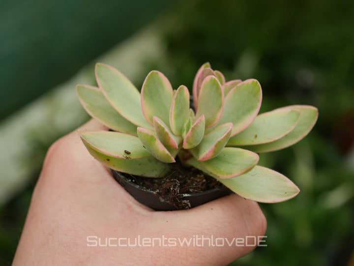 Crassula 'Money Maker' Variegata- schöne Sukkulente - Steckling oder Pflanze