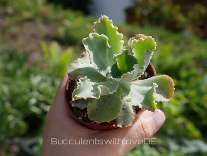 Echeveria shaviana 'Curly Locks' - seltene Sukkulente - Vermehrungsblatt oder Pflanze