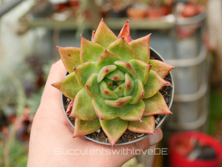 Echeveria 'Armstrong' - schöne und sehr seltene Sukkulente - orangene Sukkulente - Pflanze * Korea Import *