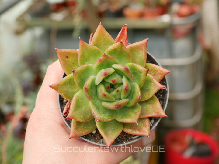 Echeveria 'Armstrong' - schöne und sehr seltene Sukkulente - orangene Sukkulente - Pflanze * Korea Import *