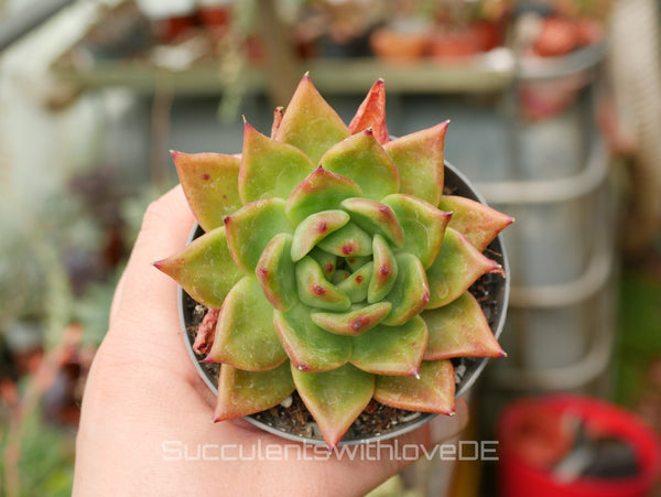 Echeveria 'Armstrong' - schöne und sehr seltene Sukkulente - orangene Sukkulente - Pflanze * Korea Import *