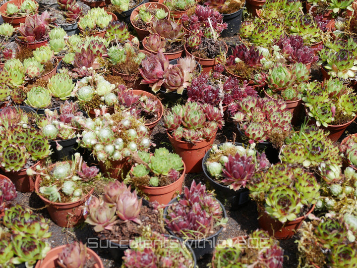 Sempervivum Steinrose Hauswurz Dachwurz | Mixpaket aus 6 oder 10 verschiedenen Sempervivum | schöne und farbige Sorten