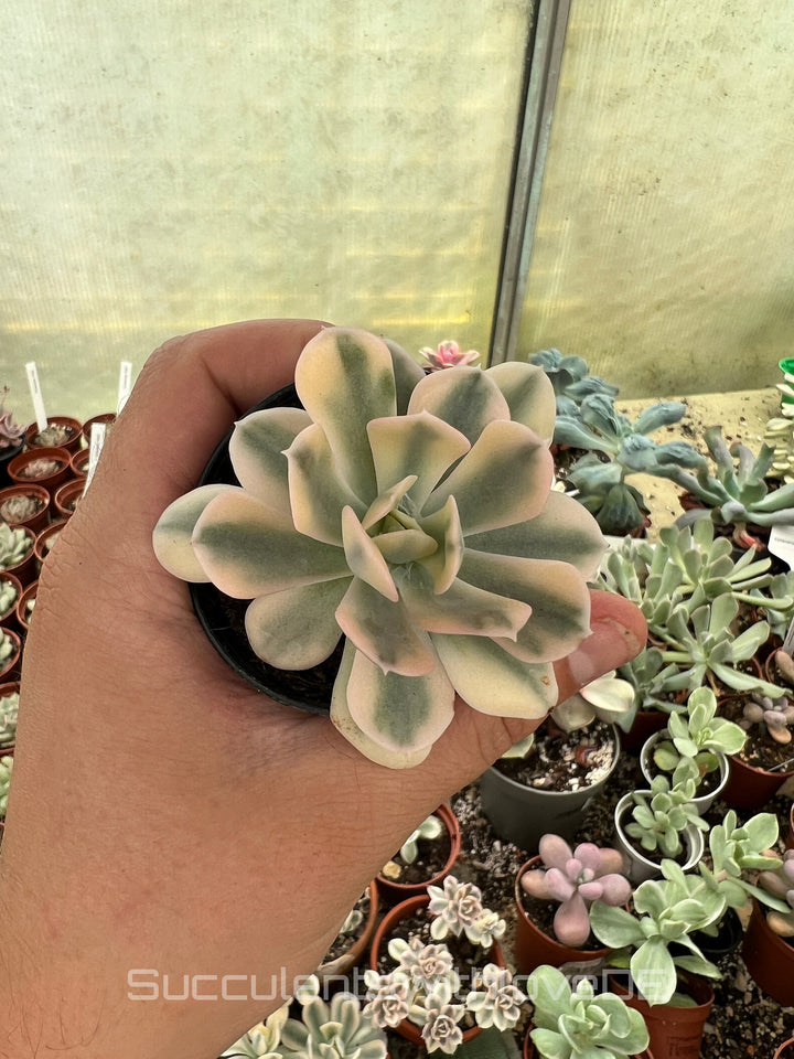 Echeveria runyonii f. variegata 'Akaihosi' - schöne und seltene Sukkulente - gelb grün - Vermehrungsblatt oder Pflanze