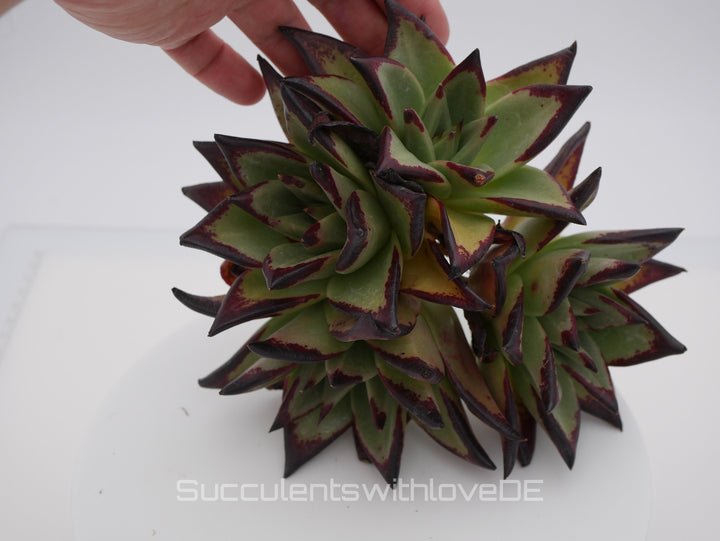 Echeveria agavoides Ebony Pre. - schöne und sehr seltene Sukkulente - Sukkulente - Pflanze * Korea Import *