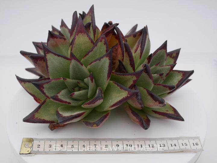 Echeveria agavoides Ebony Pre. - schöne und sehr seltene Sukkulente - Sukkulente - Pflanze * Korea Import *