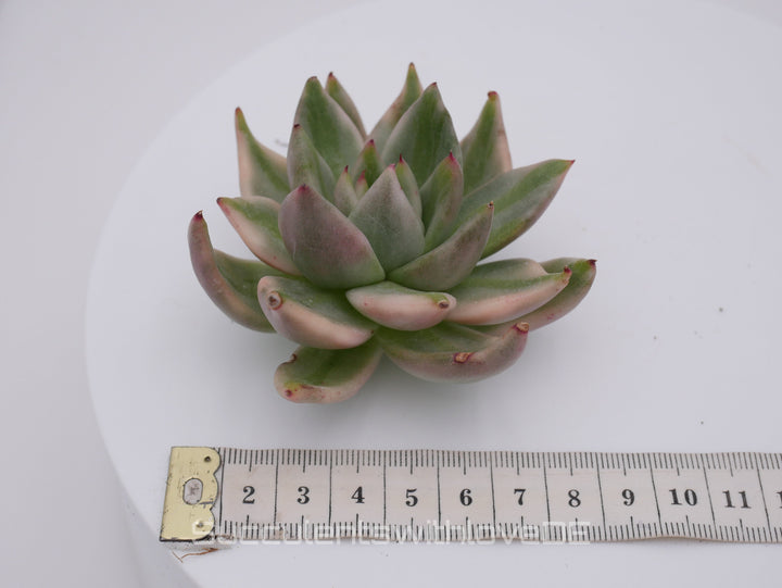 Echeveria AKSoul Variegated - schöne und sehr seltene Sukkulente - Pflanze * Korea Import *