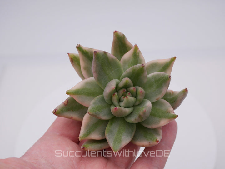 Echeveria AKSoul Variegated - schöne und sehr seltene Sukkulente - Pflanze * Korea Import *