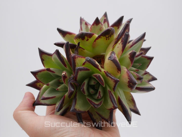 Echeveria SuperClon - schöne und sehr seltene Sukkulente - Pflanze * Korea Import *